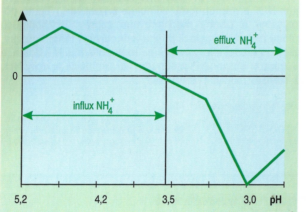 Vplyv pH  na aktívny influx a efflux 