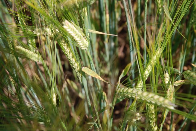 Najzložitejším rozhodnutím z pohľadu termínu aplikácie a dávky je správne určenie fungicídnej ochrany proti listovým škvrnitostiam.