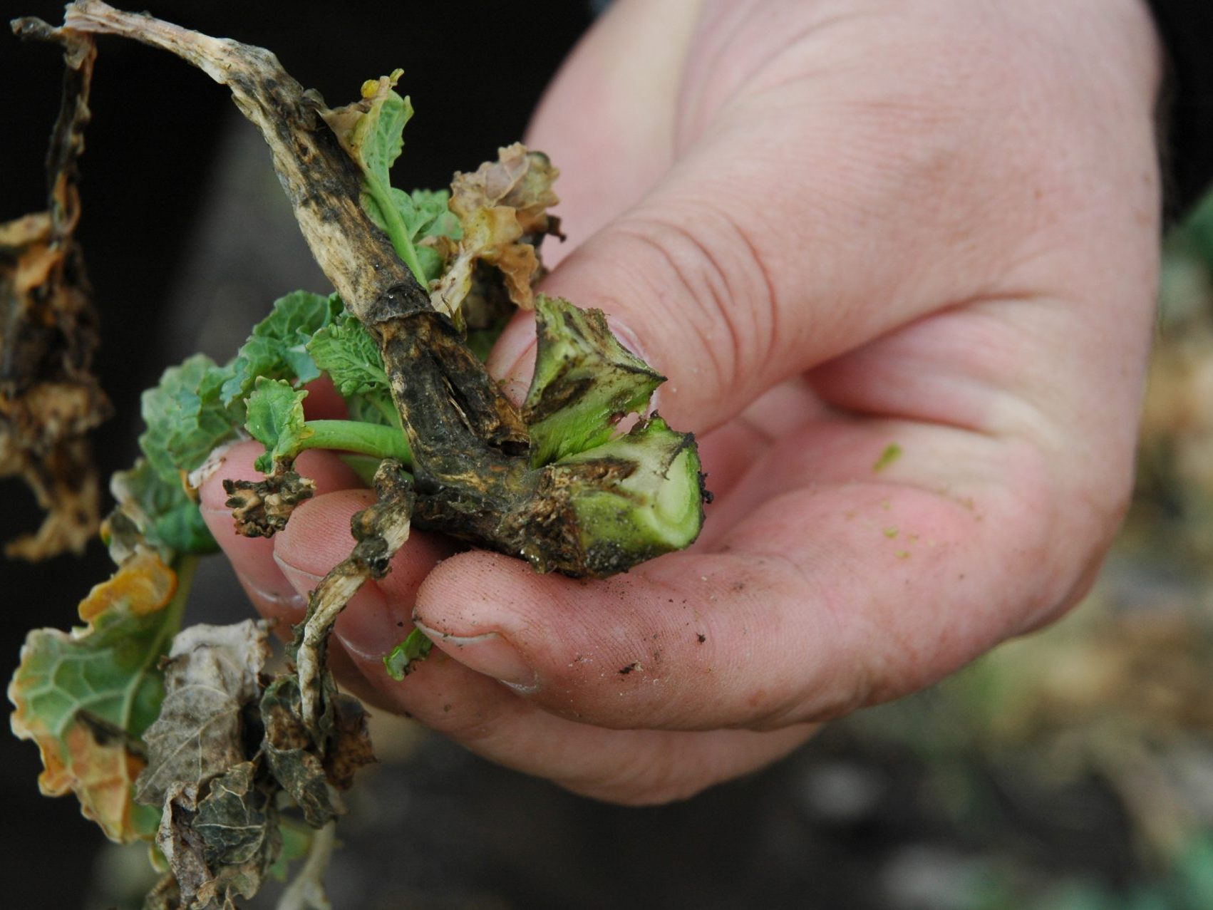 Faktory ovplyvňujúce zdravotný stav ozimnej repky